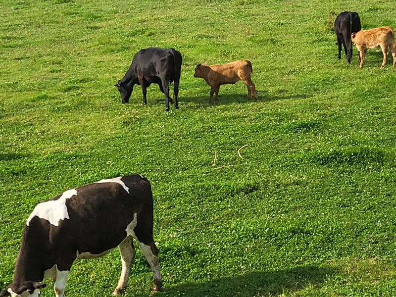 posada en cantabria encanto calderas naturaleza blog vacas 3 posada en cantabria encanto calderas naturaleza blog vacas 3