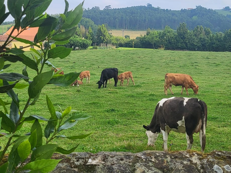 posada en cantabria encanto calderas naturaleza blog vacas 1