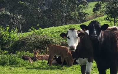 Dedicado a nuestras vecinas, las vacas