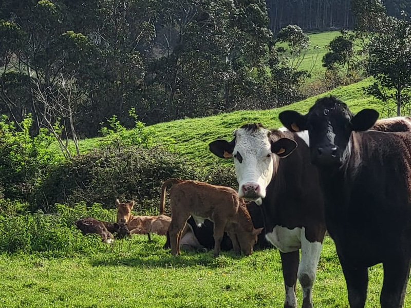 Dedicado a nuestras vecinas, las vacas