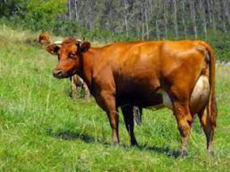 casona cinco calderas hotel boutique cantabria encanto blog vaca pasiega (1)