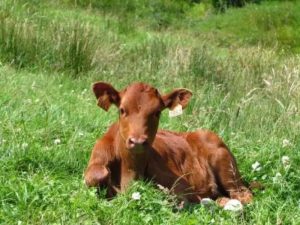 casona cinco calderas hotel boutique cantabria encanto blog vaca pasiega (2)