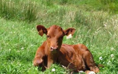 La vaca pasiega, un tesoro vivo en peligro de extinción