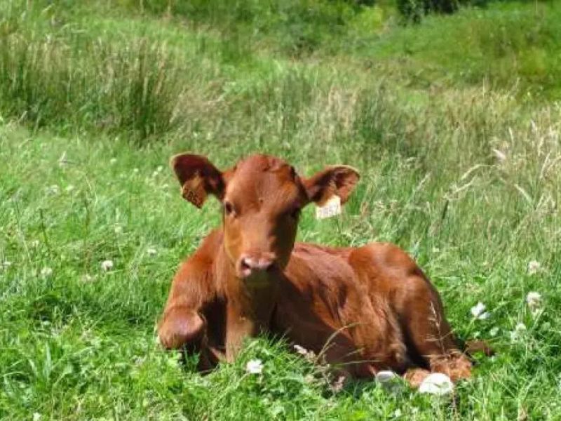 La vaca pasiega, un tesoro vivo en peligro de extinción