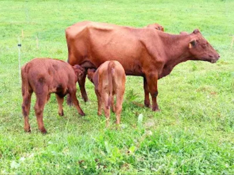 casona cinco calderas hotel boutique cantabria encanto blog vaca pasiega